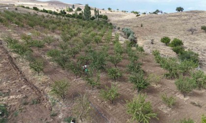 Söylenenlere kulak asmadı, 11 yılın ardından hasat etmeye başladı