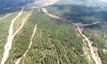 Tavşanlıda ağaçlandırma sahalarındaki yollarda bakım çalışması