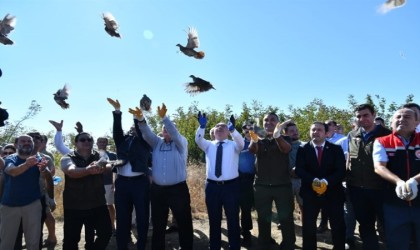 Tekirdağda 300 adet çil keklik doğaya salındı