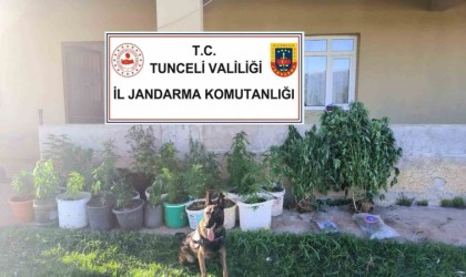 Tuncelide uyuşturucu operasyonu: 2 tutuklama