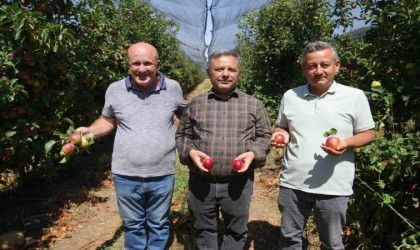 Türkiyenin önemli elma üretim merkezlerinden Niğdede hasat devam ediyor