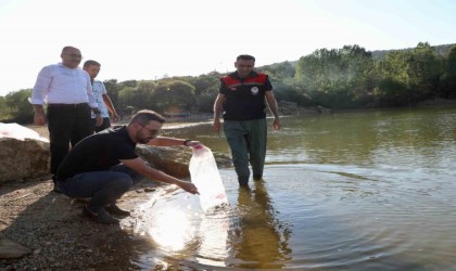 Uşaka 368 bin adet yavru sazan balığı bırakıldı