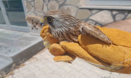 Vanda tedavisi tamamlanan kuşlar doğaya salındı