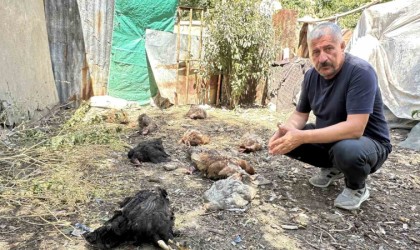 Yüksekovada başıboş köpekler kümese girerek çok sayıda tavuğu telef etti