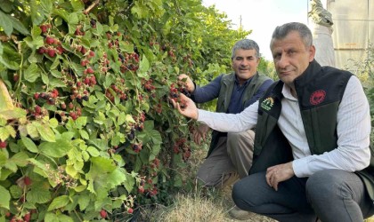 Yüksekovada böğürtlen bereketi