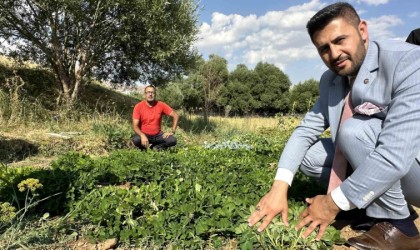 Yüksekovada yer fıstığı yeryüzüne çıktı