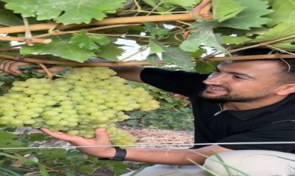 5 kiloluk üzüm salkımı görenleri hayretler içerisinde bıraktı