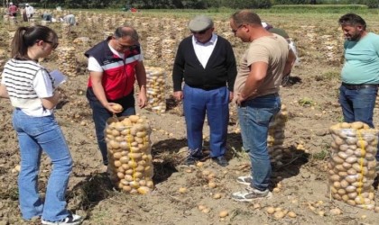 Altıntaşta patates ekiliş ve hasat kontrolleri