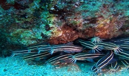 Antalya Körfezinde ilk kez görüntülendi: Zehirli çizgili kedi balığı