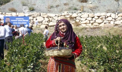 Antalyada aronya hasadı başladı