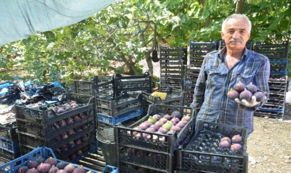 Antalyada Bursa siyah incir hasadı tamamlandı