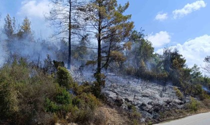 Antalyada tarım arazisi yandı, 3 sera zarar gördü