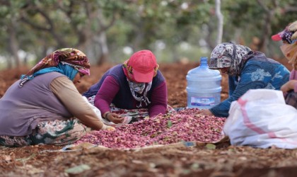 Antep fıstığını kavlatma mesaisi sürüyor