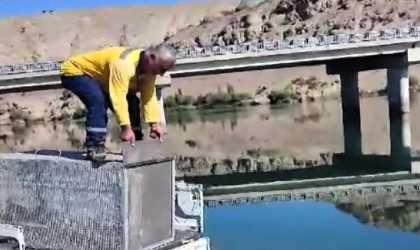 Balıklara zarar veren su samuru önce yakalandı sonra doğaya salındı