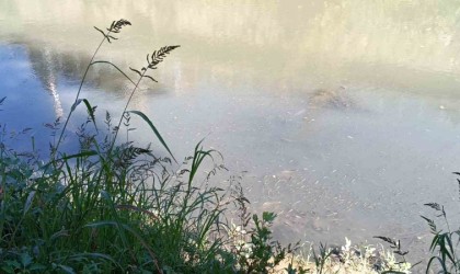 Bartın Irmağında toplu balık ölümleri yaşandı