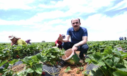 Başkan Altay: “Hüyük çileği AB tescili alan Konyamızın ilk ürünü oldu, hayırlı olsun