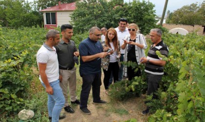 Başkan Süer: “Erciş üzümü kalitesini koruyor”