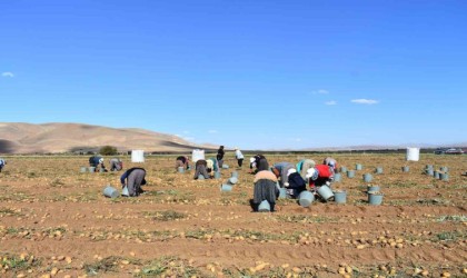 Bayburtta patates hasadına başlandı