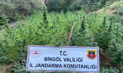 Bingölde 225 kök kenevir ele geçirildi