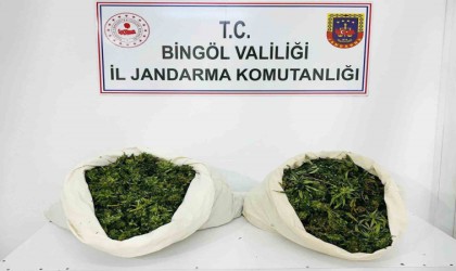 Bingölde 3 bin kök kenevir ve 21 kilo esrar ele geçirildi