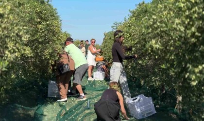 Bozcaadada zeytin hasat yarışması renkli görüntülere sahne oldu