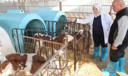 Buzağı destekleme ödemeleri başladı