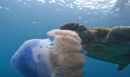 Caretta carettanın deniz anasını yediği görüntülerle denizi kirletenlere çevre mesajı