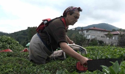 ÇAYKURun randevulu çay alım sistemine geçmesi üreticiyi sevindirdi