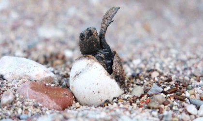 Çıralıda caretta caretta rekoru