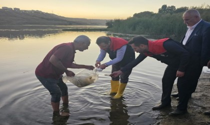 Cizrede Dicle Nehrine 200 bin adet yavru sazan balığı bırakıldı