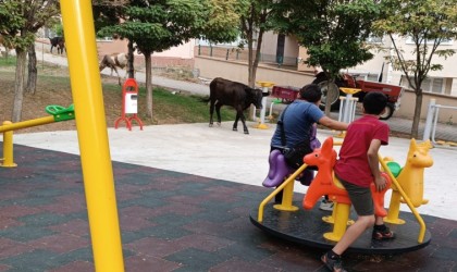 Çocuk parkını büyükbaş hayvanlar bastı