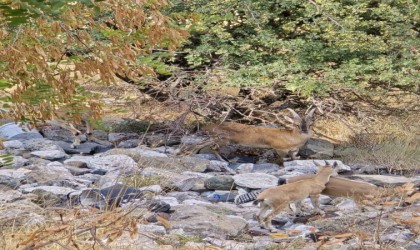 Dağ keçileri sürü halinde Harputta görüntülendi