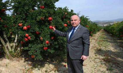 Denizlide bu yıl 50 bin tonun üzerinde nar hasadı bekleniyor