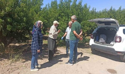 Elazığda şeftali bahçelerinde zararlı kontrolleri devam ediyor