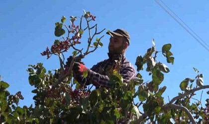 Elazığdan Gaziantepe fıstıklı gözdağı