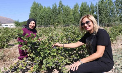 Erzincanda “Süper meyve bahçesi kuran ziraat mühendisi kadın “ilk hasat” heyecanı yaşadı