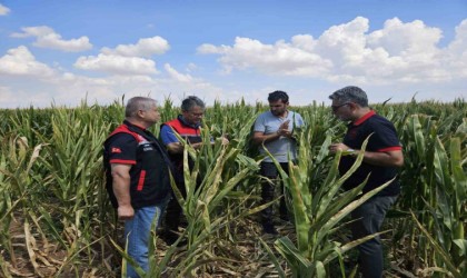 Eskişehir tohumluk üretimini 10 bin dekardan 200 bin dekara ulaştı