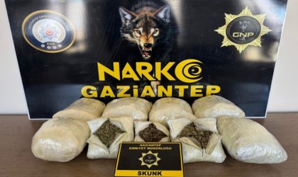 Gaziantepte 5 kilo skunk ele geçirildi