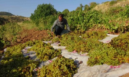 Gercüşte kuru üzüm çeşitlerinin sergilenmesine başlandı