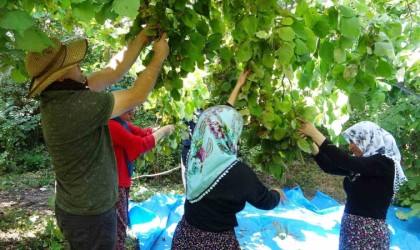 Gevaşta ‘olmaz denilen fındığın hasadına başlandı