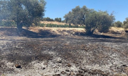 Hatayda zeytinlik alanda çıkan yangın söndürüldü