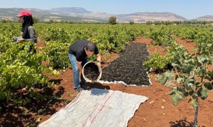 ‘Horoz karası üzümünün sofralara yolculuğu başladı