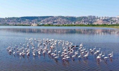 İzmit Körfezindeki flamingo sayısında artış gözlendi