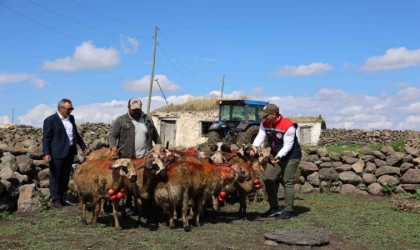 Karsta koç katımı yapıldı