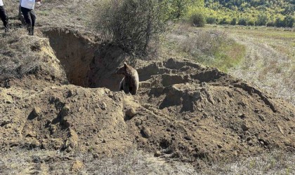 Kastamonuda definecilerin kazdığı çukura düşen yavru ayı kurtarıldı