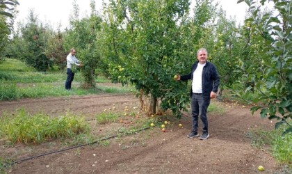 Konyanın üretim merkezi ilçesinde elma hasadı sürüyor