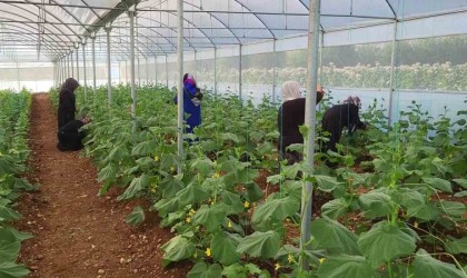 Kooperatif kuran kadınlar seralarındaki ürünlerin ilk hasadını yaptı