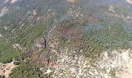 Kumlucadaki yangında 15 hektar ormanlık alan zarar gördü