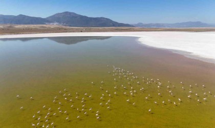 Kuş cenneti Acıgölde flamingoların göç yolculuğu