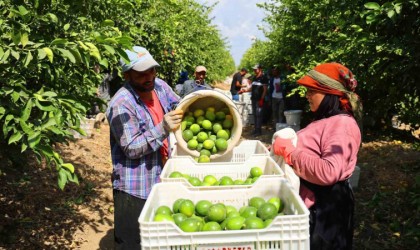 Limon bahçede 8, market ve pazarda 25 lira